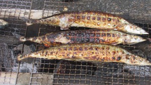 Ｈ28秋刀魚1